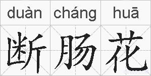 断肠花的拼音