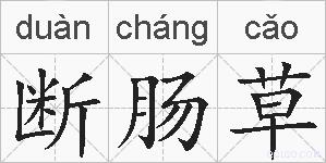 断肠草的拼音