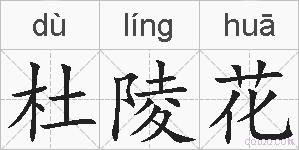 杜陵花的拼音