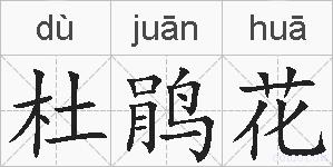 杜鹃花的拼音