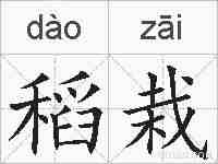 稻栽的拼音