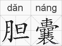 胆囊的拼音