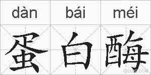 蛋白酶的拼音