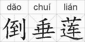 倒垂莲的拼音