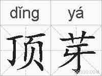 顶芽的拼音