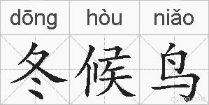 冬候鸟的拼音