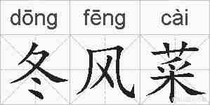 冬风菜的拼音