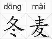 冬麦的拼音