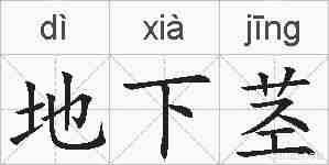 地下茎的拼音