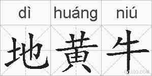 地黄牛的拼音