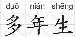 多年生的拼音