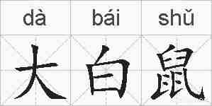 大白鼠的拼音