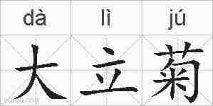 大立菊的拼音
