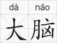 大脑的拼音
