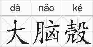 大脑殻的拼音