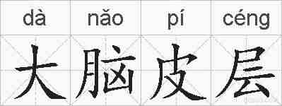 大脑皮层的拼音