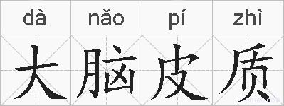 大脑皮质的拼音