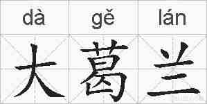 大葛兰的拼音