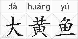 大黄鱼的拼音