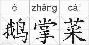 鹅掌菜的拼音
