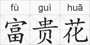 富贵花的拼音