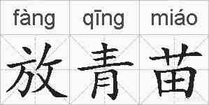 放青苗的拼音