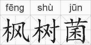 枫树菌的拼音