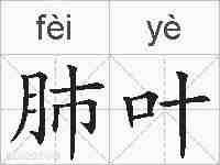 肺叶的拼音
