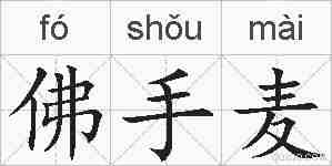 佛手麦的拼音