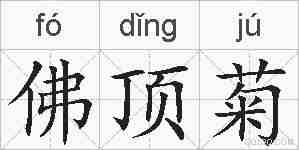 佛顶菊的拼音