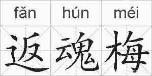 返魂梅的拼音