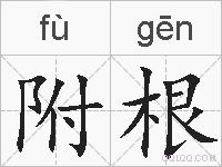 附根的拼音