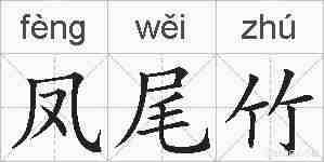 凤尾竹的拼音