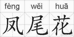凤尾花的拼音