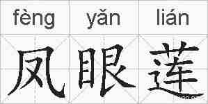 凤眼莲的拼音