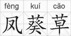 凤葵草的拼音