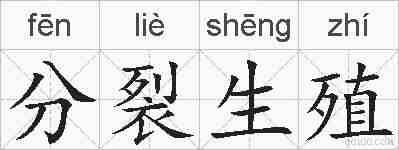 分裂生殖的拼音