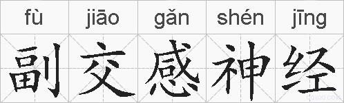 副交感神经的拼音
