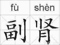 副肾的拼音