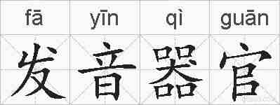 发音器官的拼音