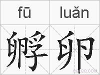 孵卵的拼音