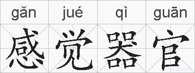 感觉器官的拼音