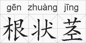 根状茎的拼音