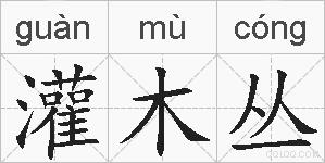 灌木丛的拼音