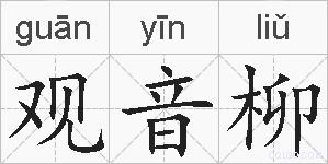 观音柳的拼音