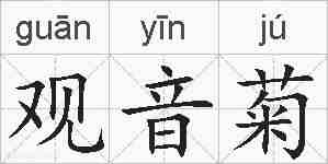 观音菊的拼音