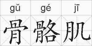 骨骼肌的拼音