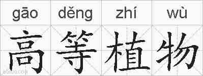 高等植物的拼音