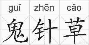 鬼针草的拼音
