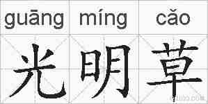 光明草的拼音